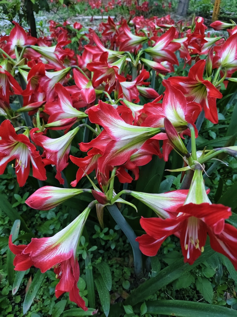朱顶红土朱