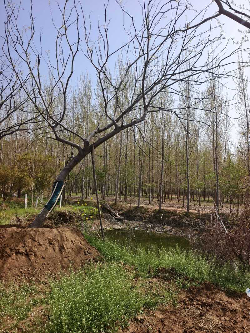 造型朴树基地，品种齐全，价格美丽，欢迎大家前来采购！朴树