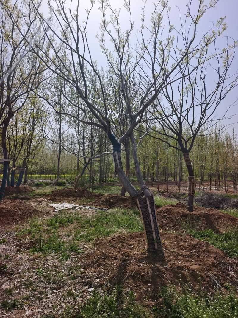 造型朴树基地，品种齐全，价格美丽，欢迎大家前来采购！朴树