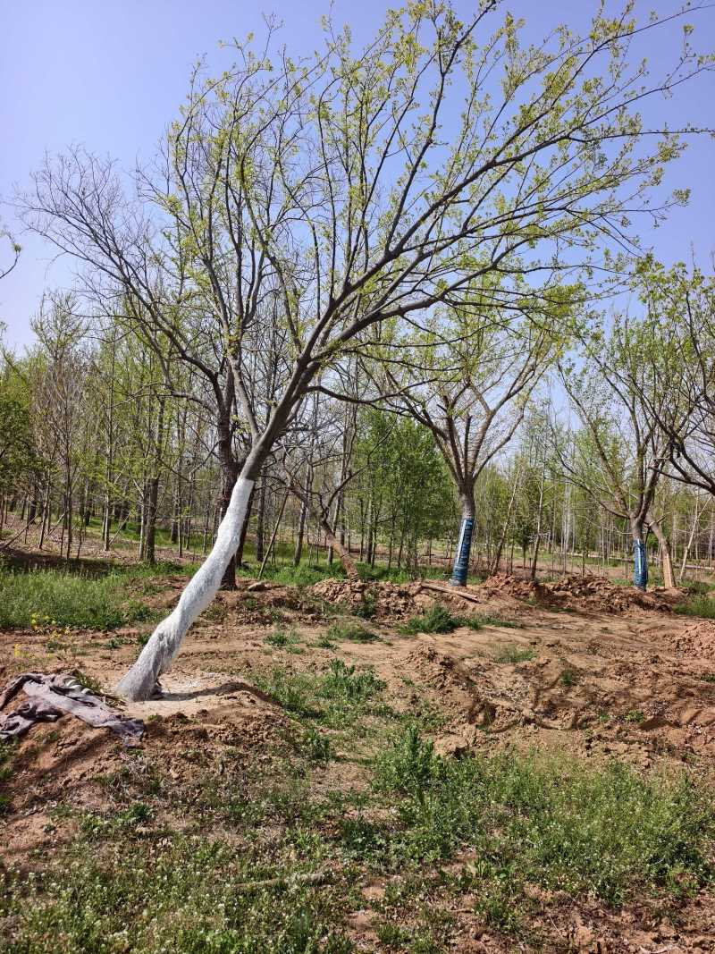 造型朴树基地，品种齐全，价格美丽，欢迎大家前来采购！朴树