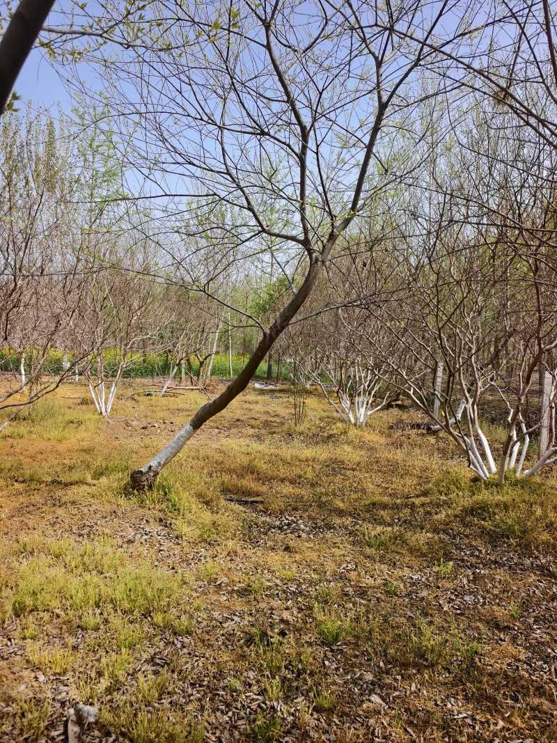 造型朴树基地，品种齐全，价格美丽，欢迎大家前来采购！朴树