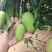 【优选】广西百色精品台农芒果种植基地现摘现发质优价廉