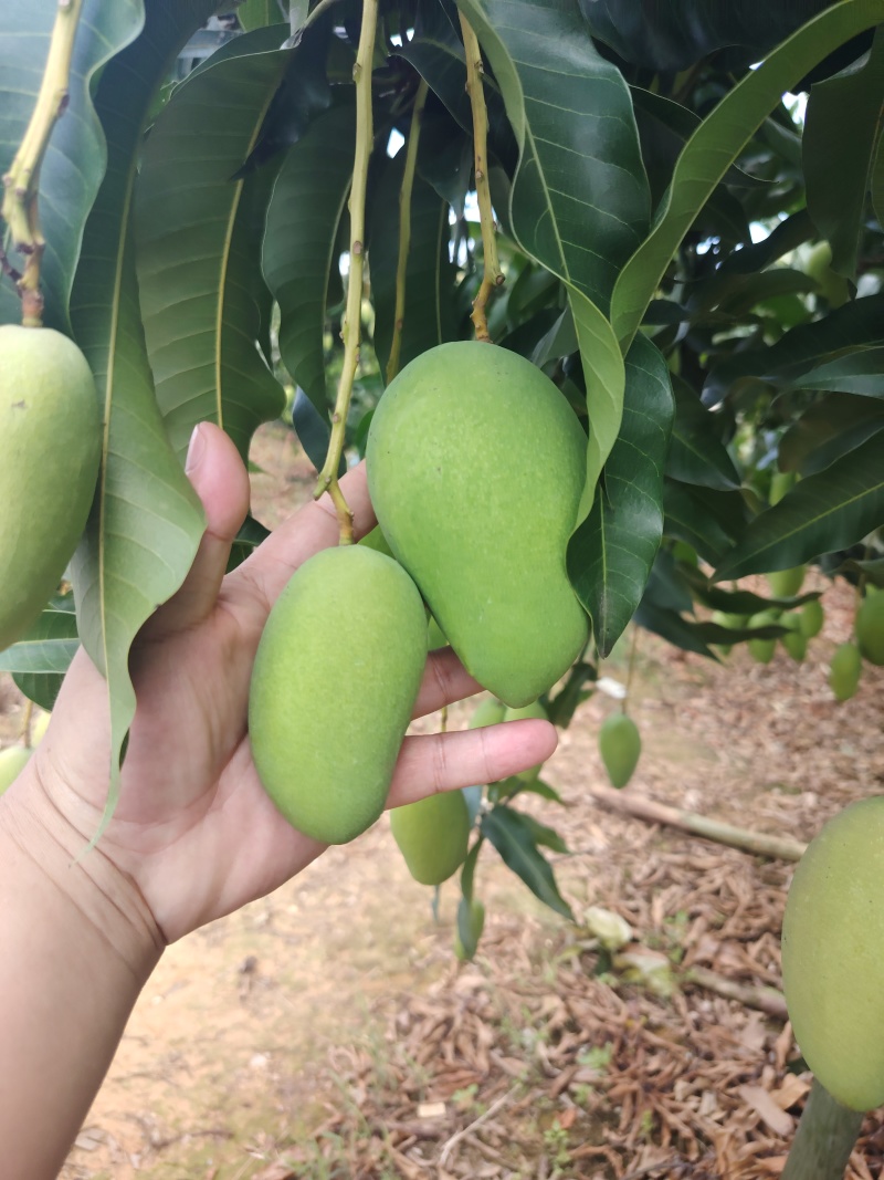 【优选】广西百色精品台农芒果种植基地现摘现发质优价廉