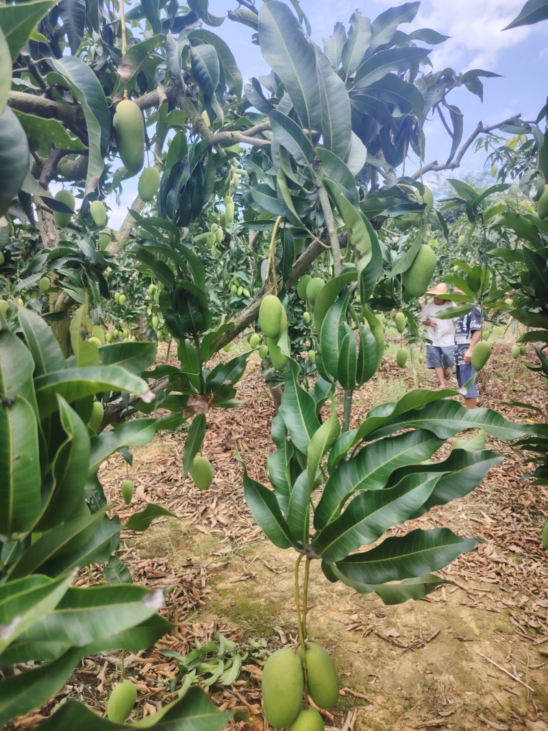 【优选】广西百色精品台农芒果种植基地现摘现发质优价廉