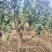 【优选】广西百色精品台农芒果种植基地现摘现发质优价廉