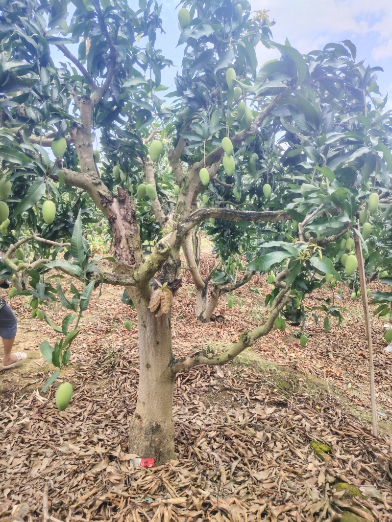 【优选】广西百色精品台农芒果种植基地现摘现发质优价廉