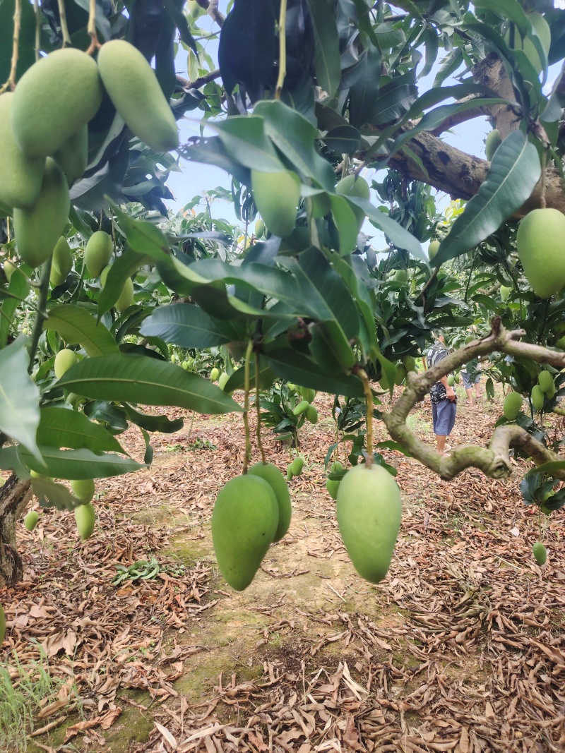 【优选】广西百色精品台农芒果种植基地现摘现发质优价廉