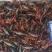 湖南益阳小龙虾/基地直发/货源充足/大量有货