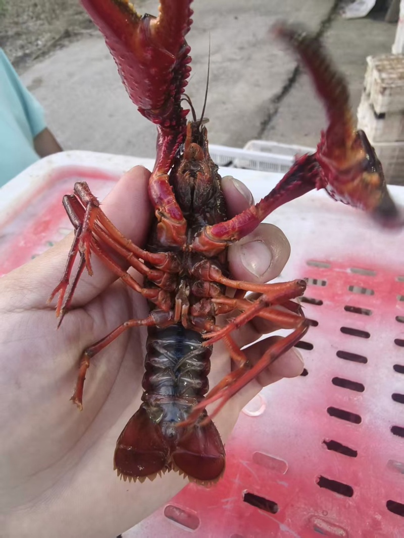 湖南益阳小龙虾/基地直发/货源充足/大量有货