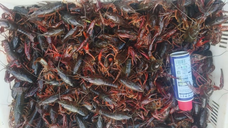 湖南益阳小龙虾/基地直发/货源充足/大量有货