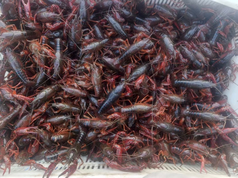 湖南益阳小龙虾/基地直发/货源充足/大量有货