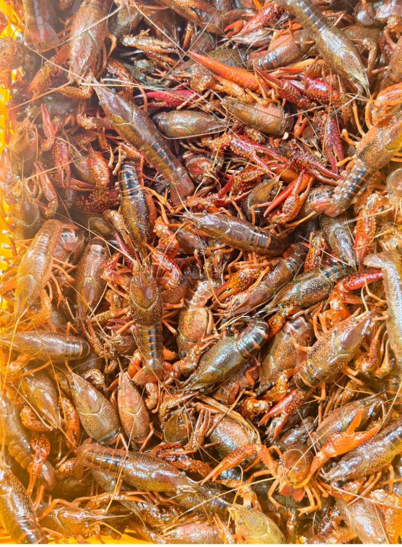 小龙虾/基地直发/货源充足/大量有货/欢迎选购