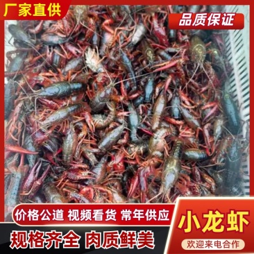 湖南益阳小龙虾/基地直发/货源充足/大量有货