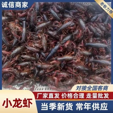 小龙虾/基地直发/货源充足/大量有货/欢迎选购