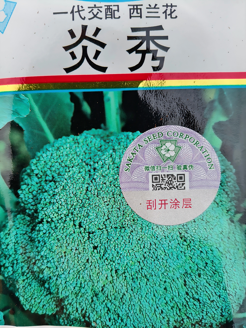 西兰花苗，炎秀西兰花苗，耐热适应性很强