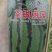 美都西瓜苗，嫁接苗自根苗，西农八号西瓜苗甜瓜苗等