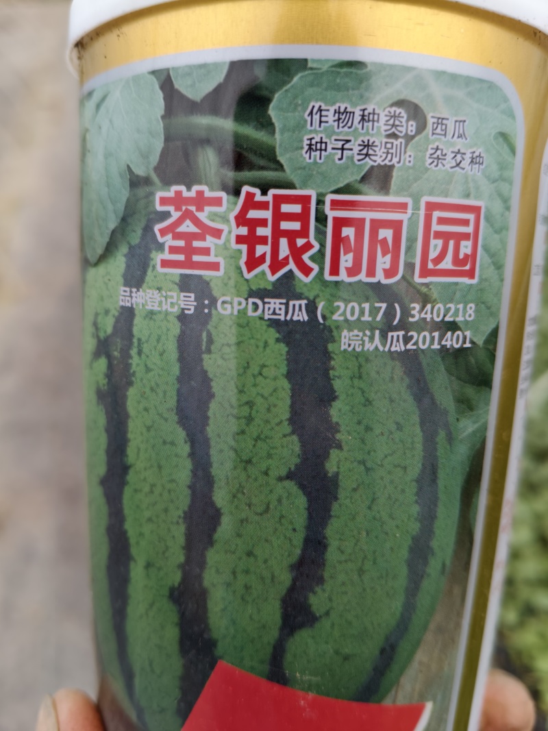 美都西瓜苗，嫁接苗自根苗，西农八号西瓜苗甜瓜苗等