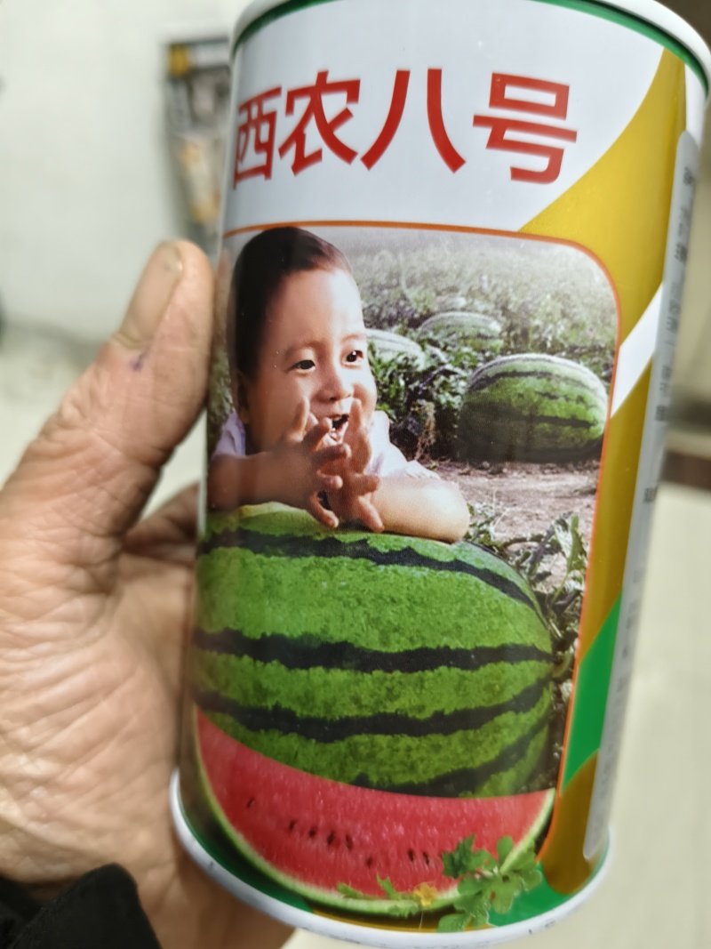 美都西瓜苗，嫁接苗自根苗，西农八号西瓜苗甜瓜苗等