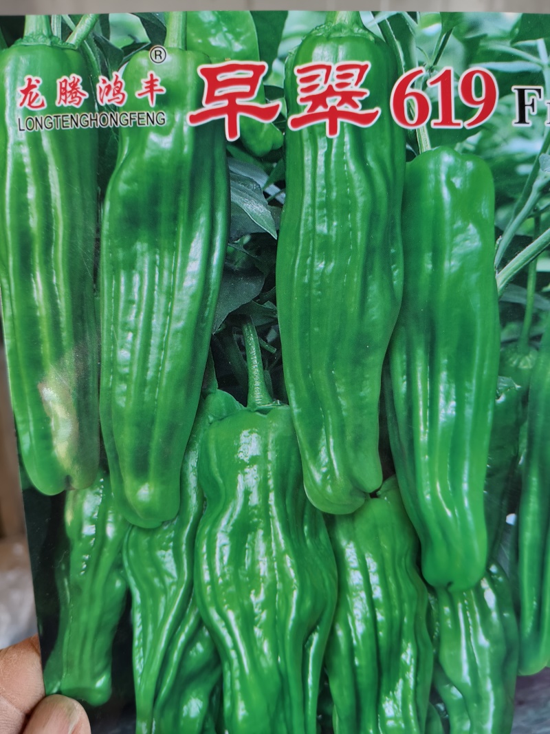辣椒苗，薄皮椒苗，线椒苗螺丝椒苗邹皮椒苗