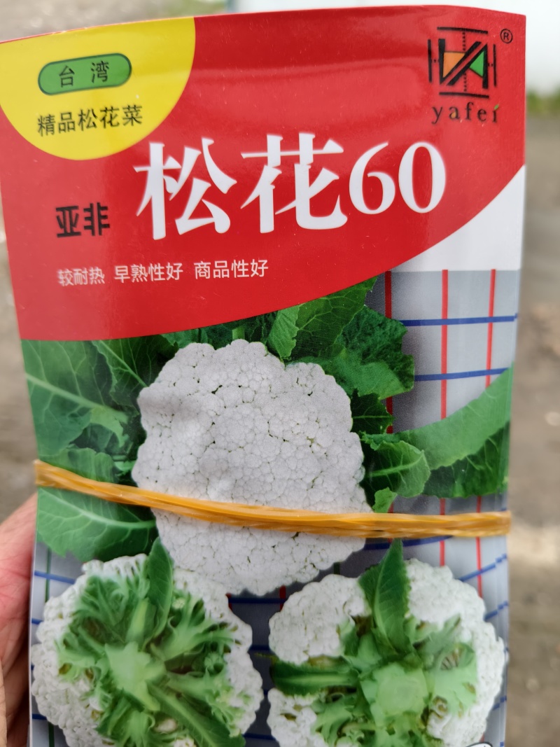 松花菜苗，早熟耐热适应性强青梗松花菜苗松花菜苗，