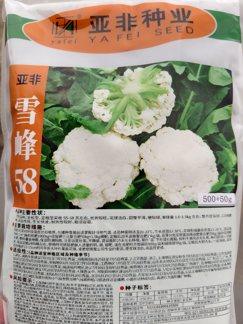 松花菜苗，早熟耐热适应性强青梗松花菜苗松花菜苗，