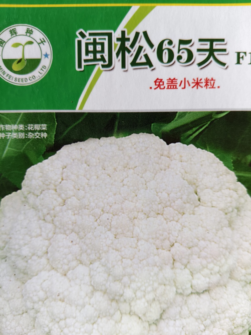 松花菜苗，早熟耐热适应性强青梗松花菜苗松花菜苗，