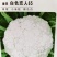 松花菜苗，早熟耐热适应性强青梗松花菜苗松花菜苗，