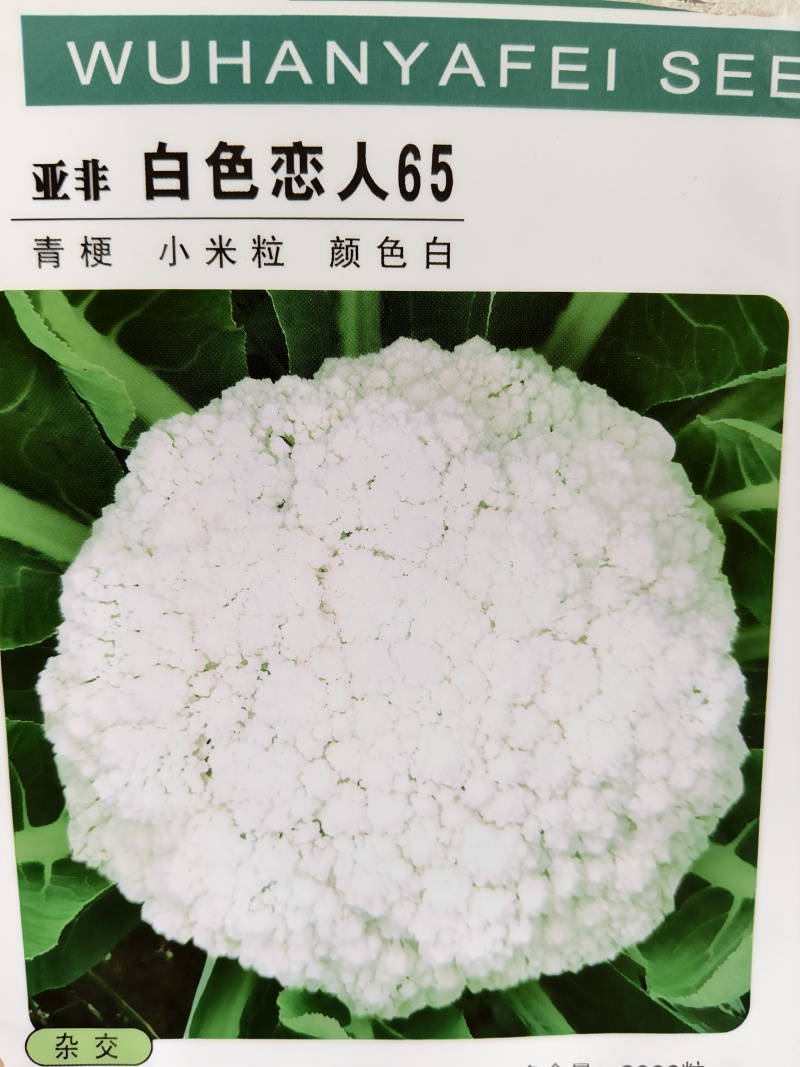 松花菜苗，早熟耐热适应性强青梗松花菜苗松花菜苗，