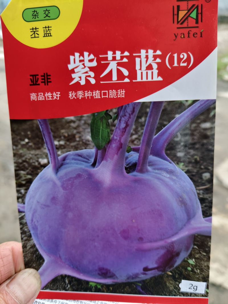 松花菜苗，早熟耐热适应性强青梗松花菜苗松花菜苗，