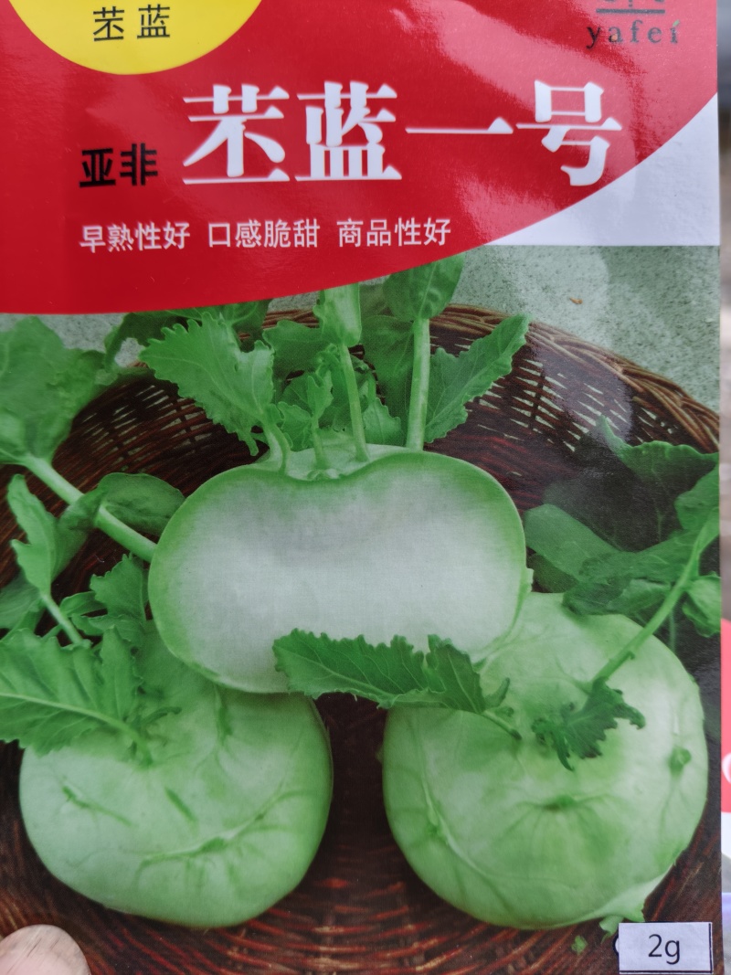 松花菜苗，早熟耐热适应性强青梗松花菜苗松花菜苗，