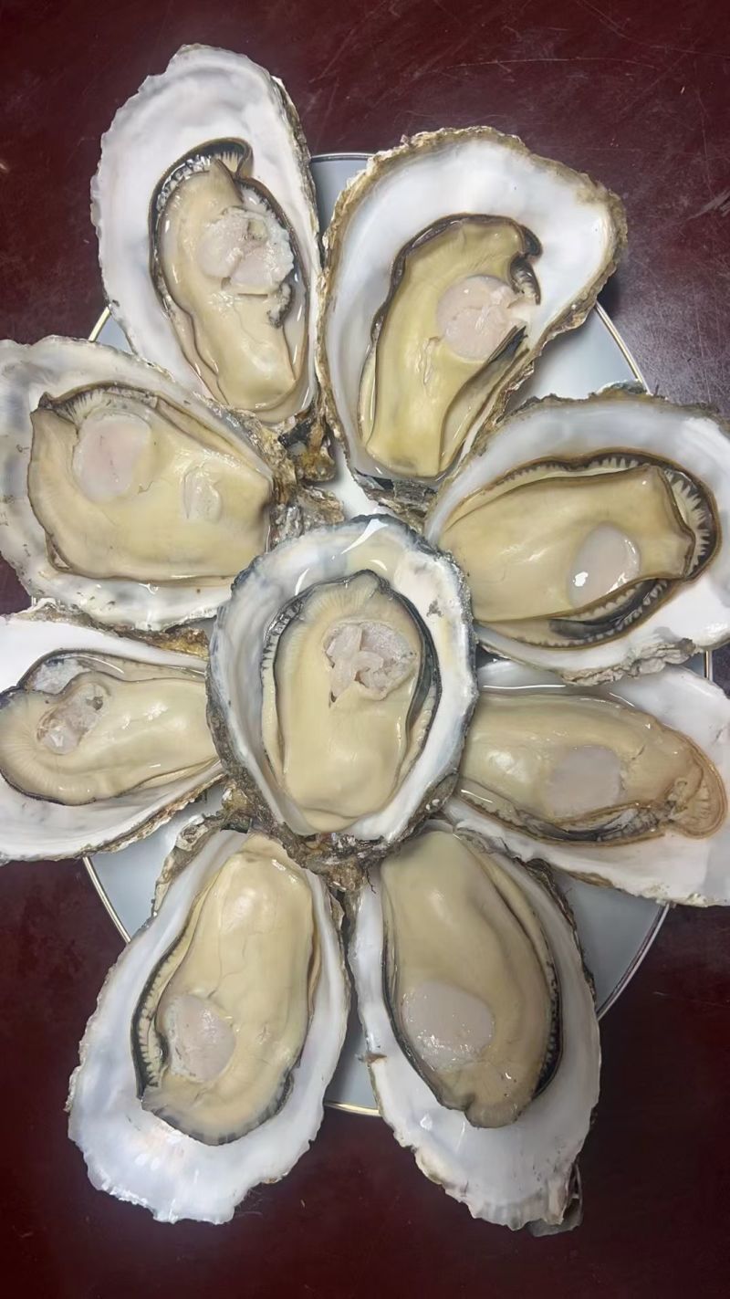 生蚝，大连生蚝乳山生蚝精品蚝流通蚝全国各地发货