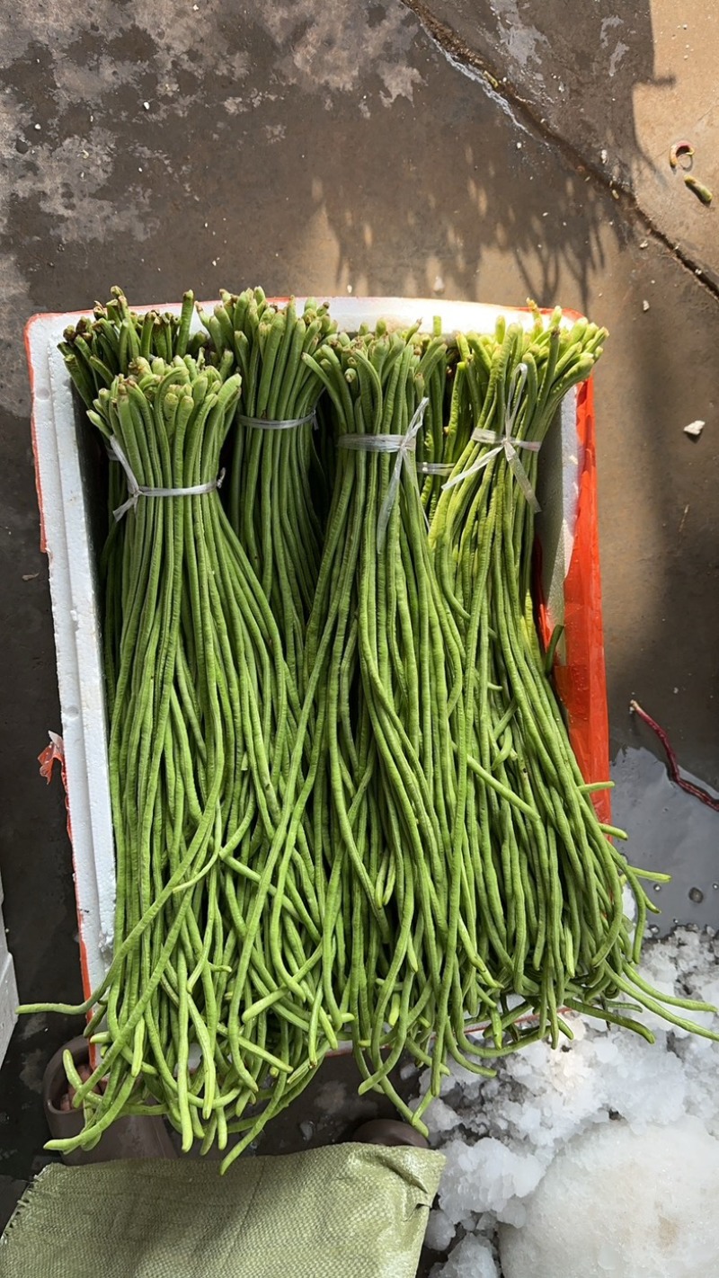 四川精品豆角青豇豆青条豆角基地直供量大从优欢迎联系