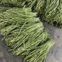 四川精品豆角青豇豆青条豆角基地直供量大从优欢迎联系