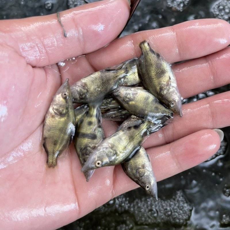 优质桂花鱼苗鳜鱼苗桂鱼苗生长快成活率高规格齐全
