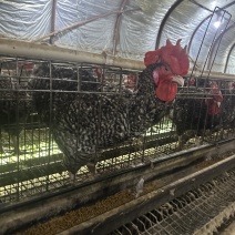纯种芦花鸡脱温苗疫苗齐全散养体质好抗病力强易成活