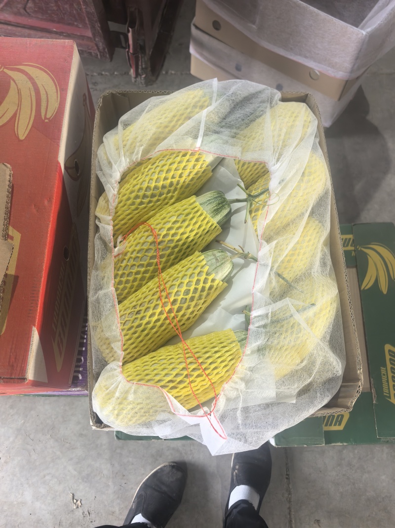惠民博洋六一甜瓜大量上市需要的可以联系诚信经营