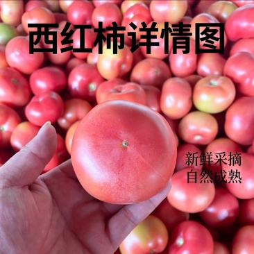 内黄县硬粉西红柿价优惠大量有货产地直发一手货源