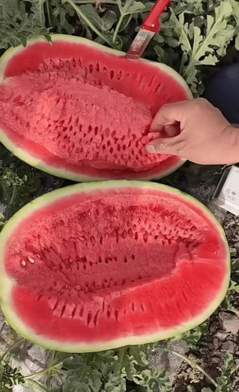 新疆吐鲁番全城5号西瓜果肉厚实饱满