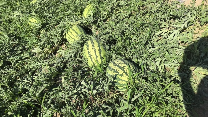 新疆吐鲁番全城5号西瓜果肉厚实饱满