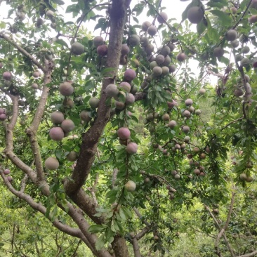 三华李电商果，工厂果大量供应