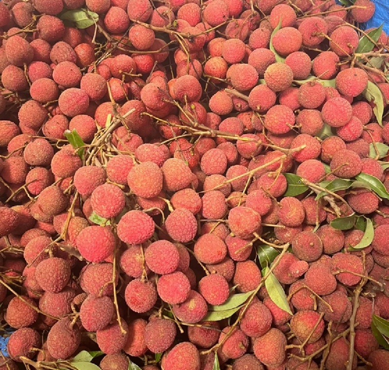 广东精品荔枝黑叶荔枝货源充足产地直供量大从优欢迎