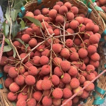 广东精品荔枝黑叶荔枝货源充足产地直供量大从优欢迎