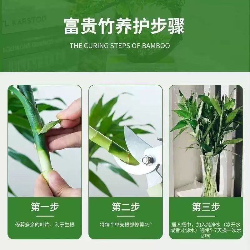 富贵竹观音竹绿色健康大叶竹成活率高欢迎来电咨询