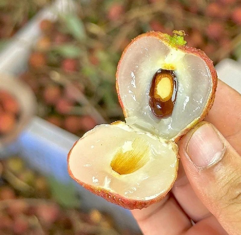 推荐广东黑叶荔枝甜美多汁核小实力代发全国商超