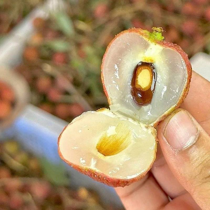 推荐广东黑叶荔枝甜美多汁核小实力代发全国商超