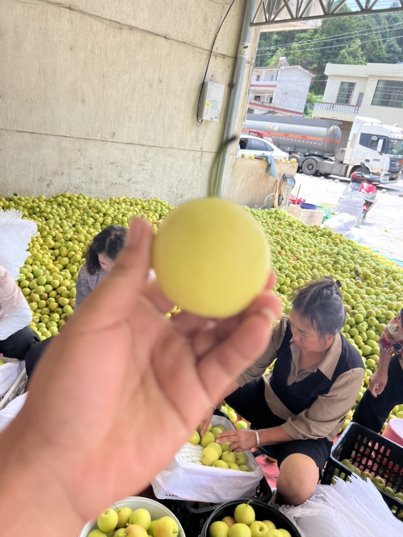 高山丁香梨