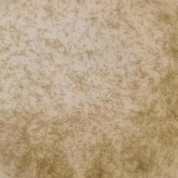 草鱼水花苗，长江草鱼苗，量大从优，欢迎老板视频看货