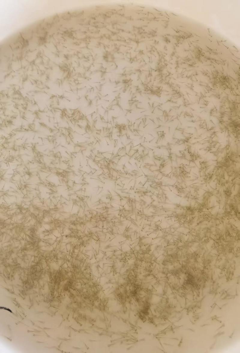 草鱼水花苗，长江草鱼苗，量大从优，欢迎老板视频看货