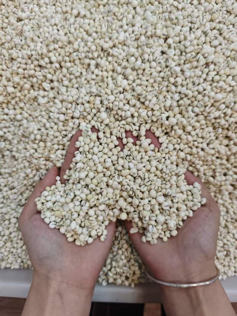 干货贝母规格齐全天然无熏硫贝母养生食疗门店稳定供货