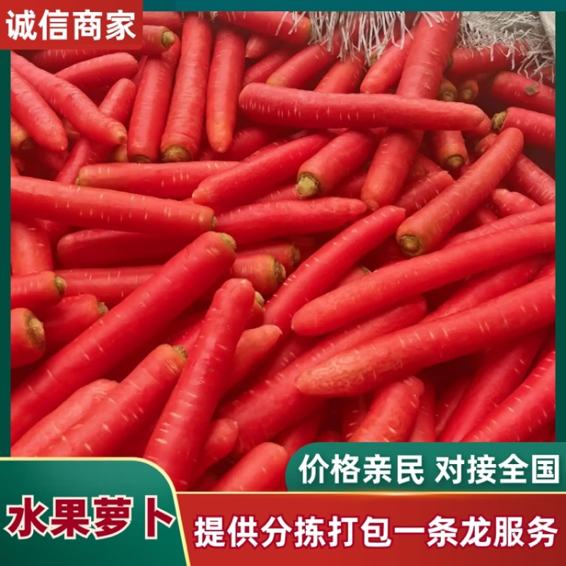 陕西渭南水果萝卜精品上市供应充足规格齐全产地直销
